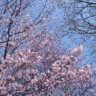 北極羆
