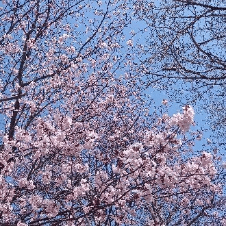 ケサランパサランについて～『ケサランパサラン日記』の紹介と感想＋