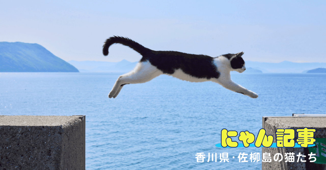 おまとめ中 星の砂 ジャンピング猫 おまとめ中 ジャンピング猫