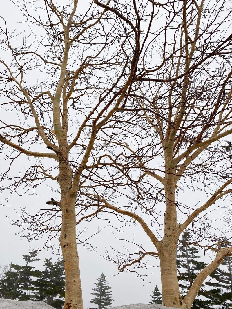 ダケカンバの木が2本の写真