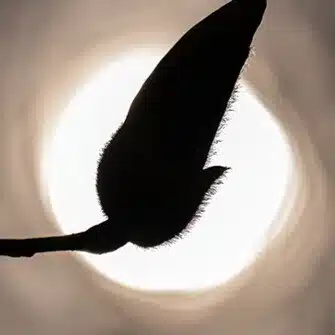 日月