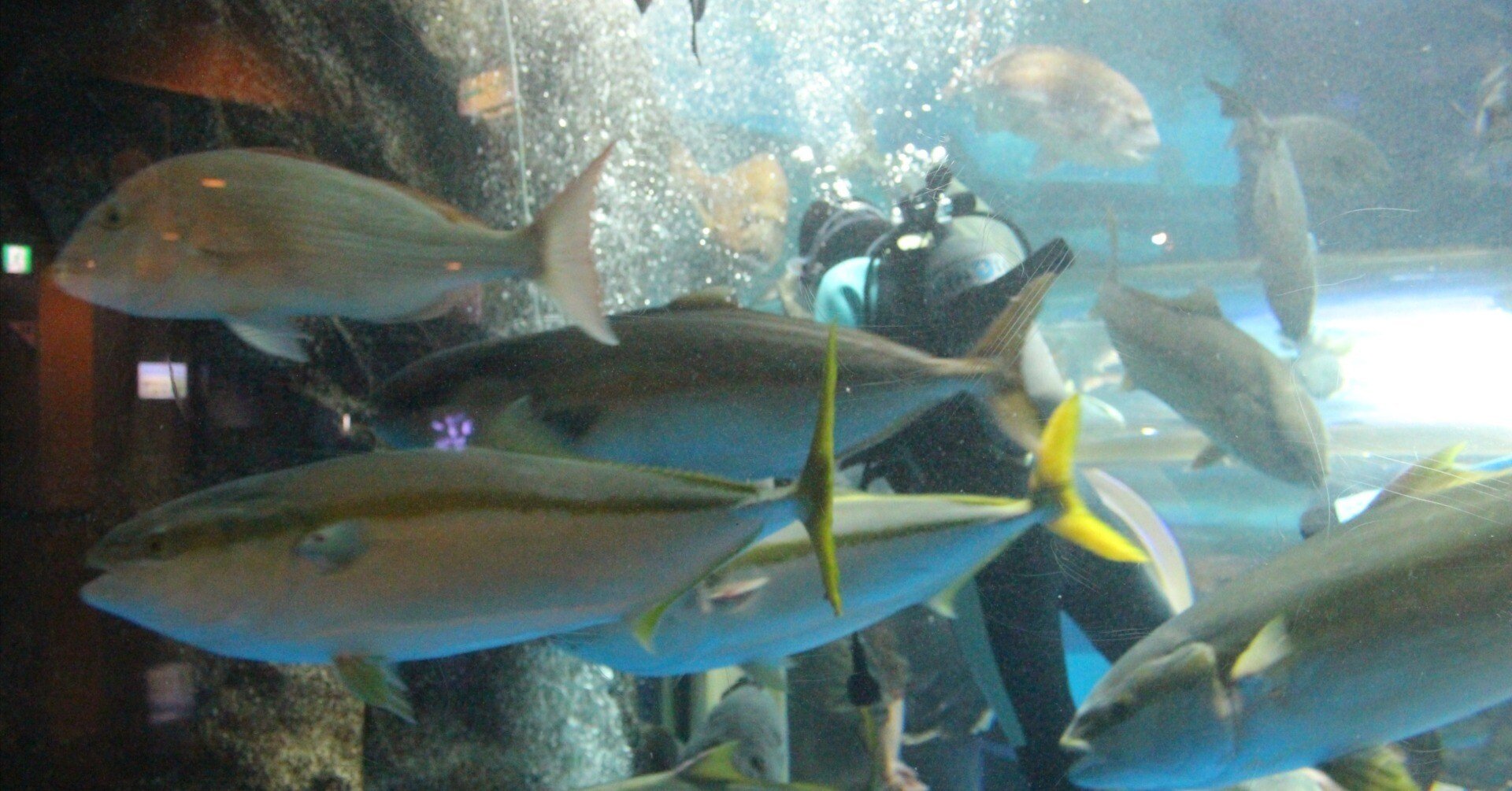 富山湾の断面を切り取った老舗水族館とは？｜たびてく@一人旅ガチ勢