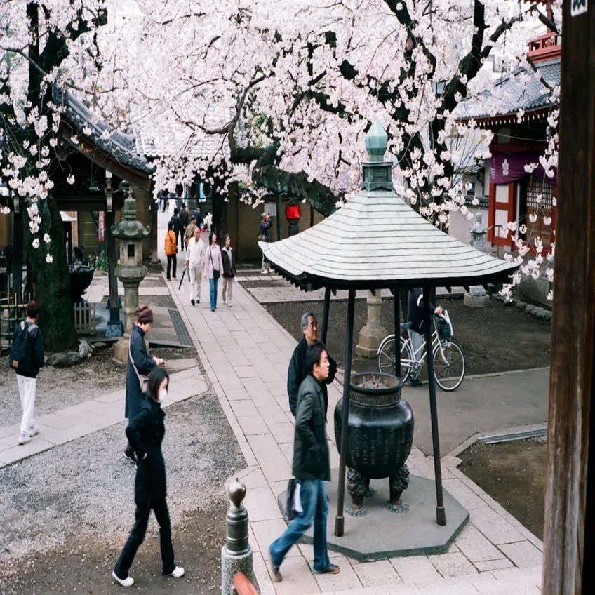 銀塩浪漫03 OLYMPUS-35SP✖️東京・中野の桜🌸｜川村胡桃🫧