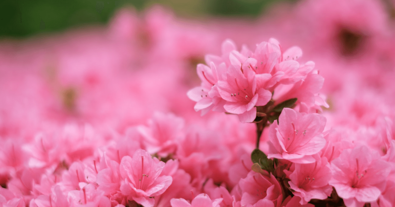 XF35mmF1.4 Rで撮る春の花｜fumi