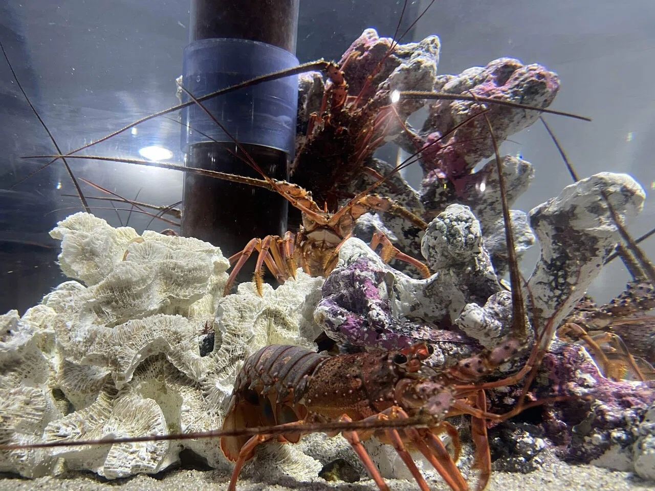 円柱水槽がさらに生まれ変わりました！🦐🦀🐚｜桂浜水族館 公式