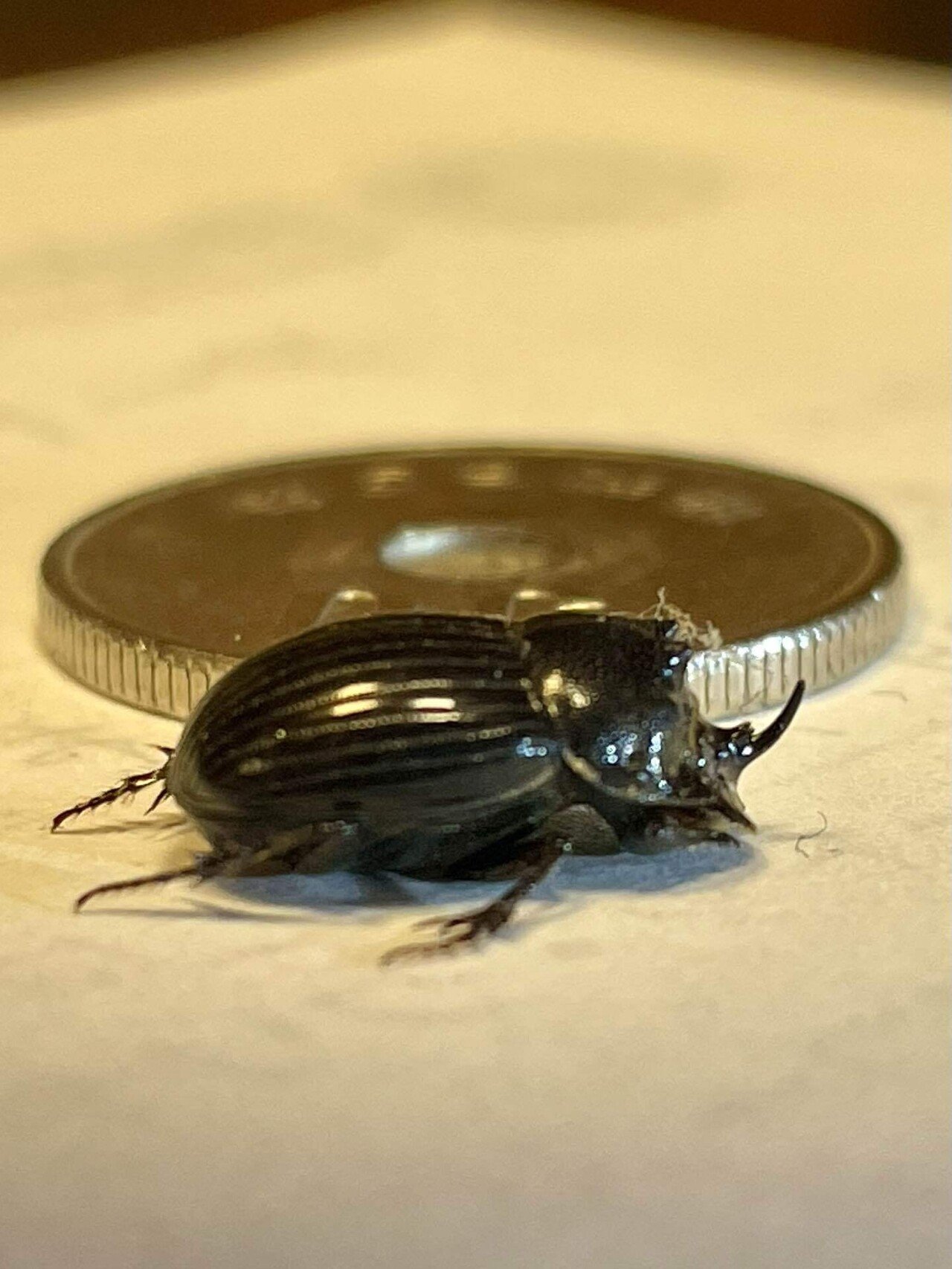 北摂の昆虫:ゴホンダイコクコガネ（4月下旬）｜姫路いきもの写真