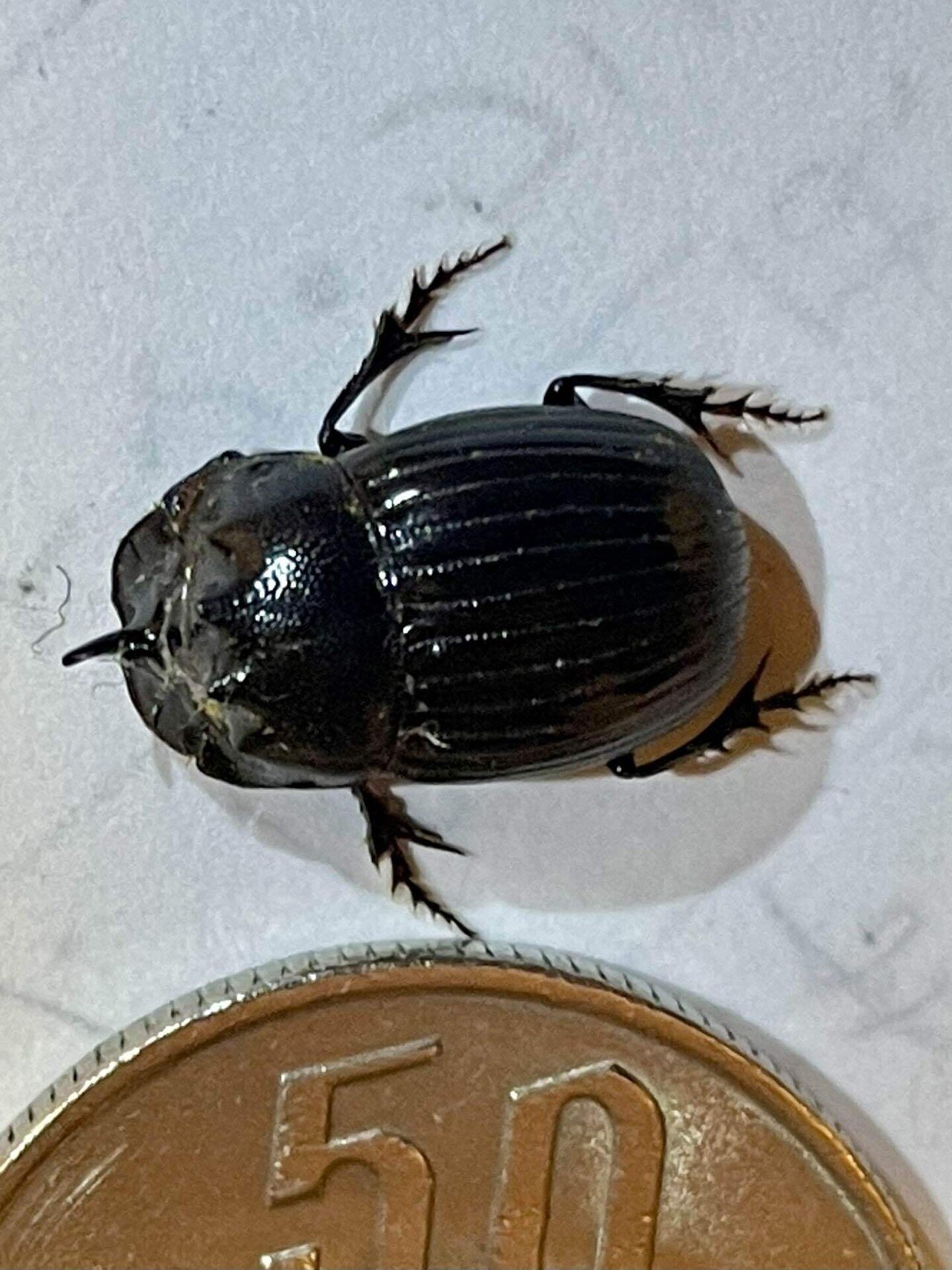 北摂の昆虫:ゴホンダイコクコガネ（4月下旬）｜姫路いきもの写真