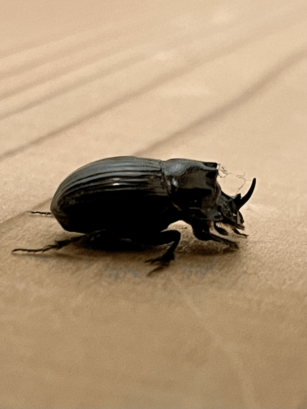 スペシオーサダイコクコガネ スペシオーサダイコクコガネ