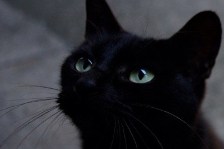黒猫の瞳は…