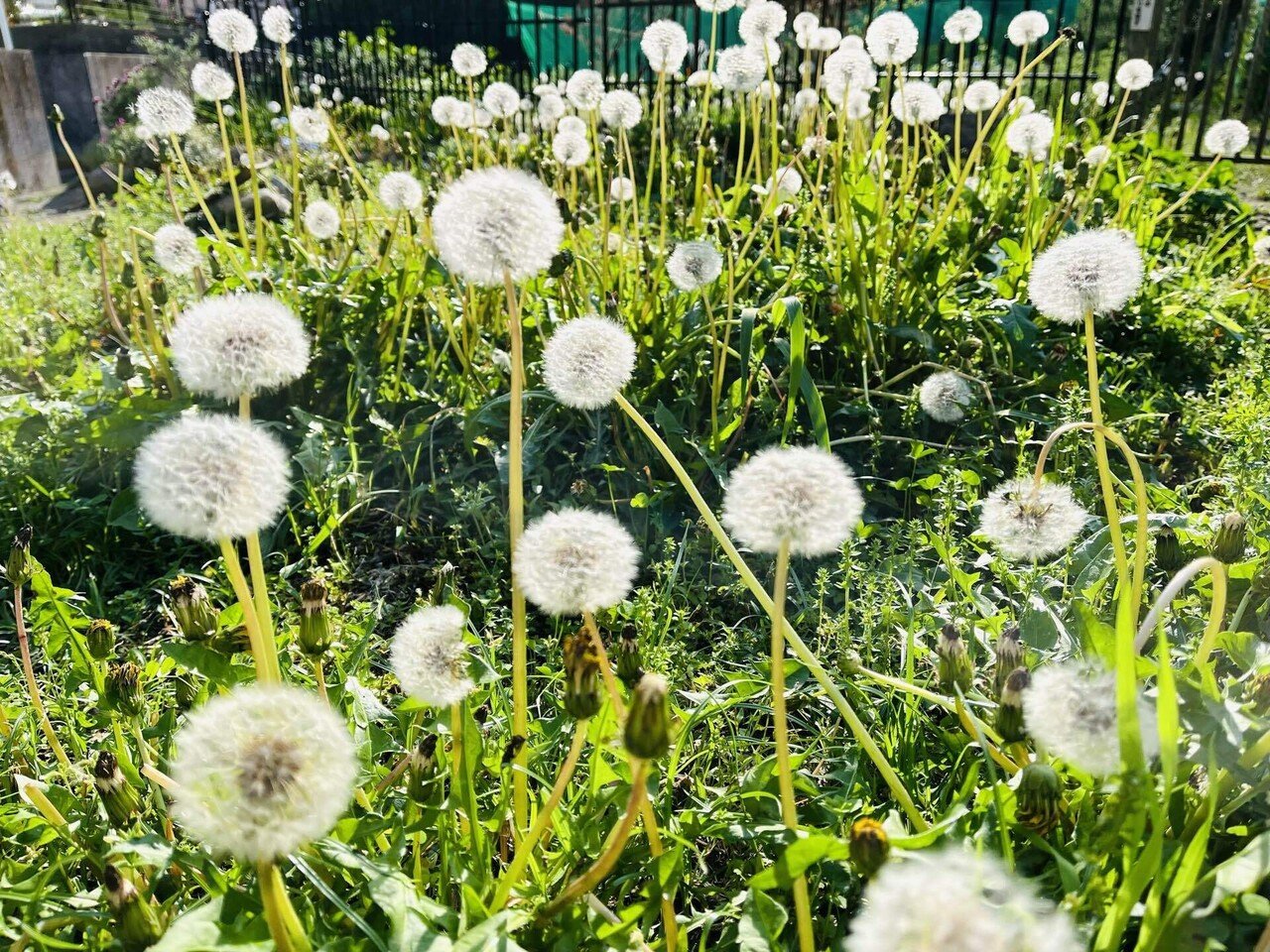 タンポポ の綿毛と子どもと蟻と】｜風の谷ReLien