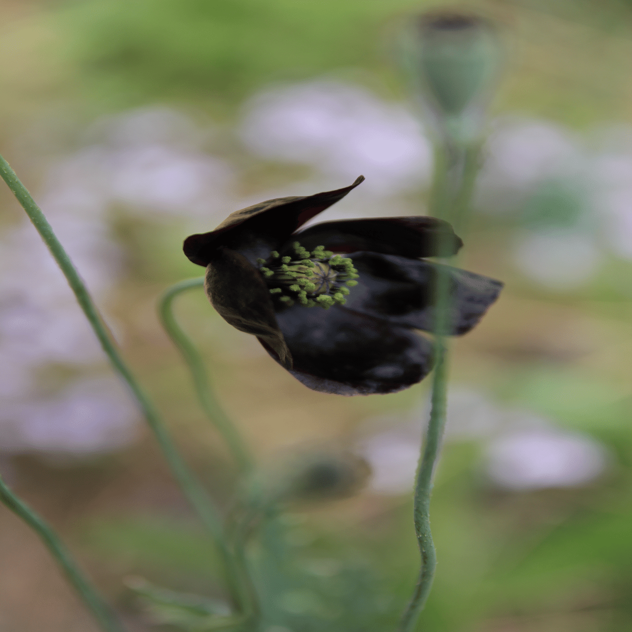 ポピー🖤ブラックマジック｜すず