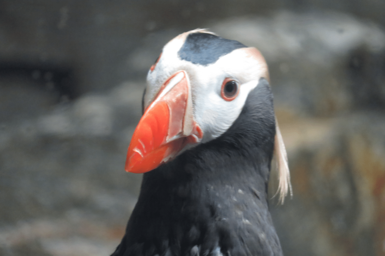 葛西臨海公園 水族園 水鳥 海鳥と河童 始祖鳥堂まふ M A F Note