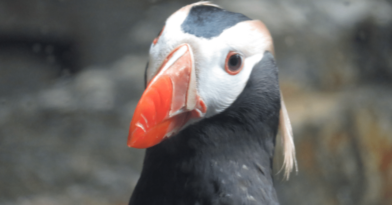 葛西臨海公園 水族園 水鳥 海鳥と河童 始祖鳥堂まふ M A F Note