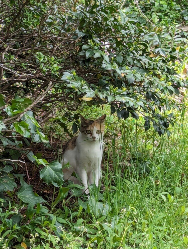 木陰でたたずむ可愛い猫ちゃん。近づいたら逃げちゃった〜