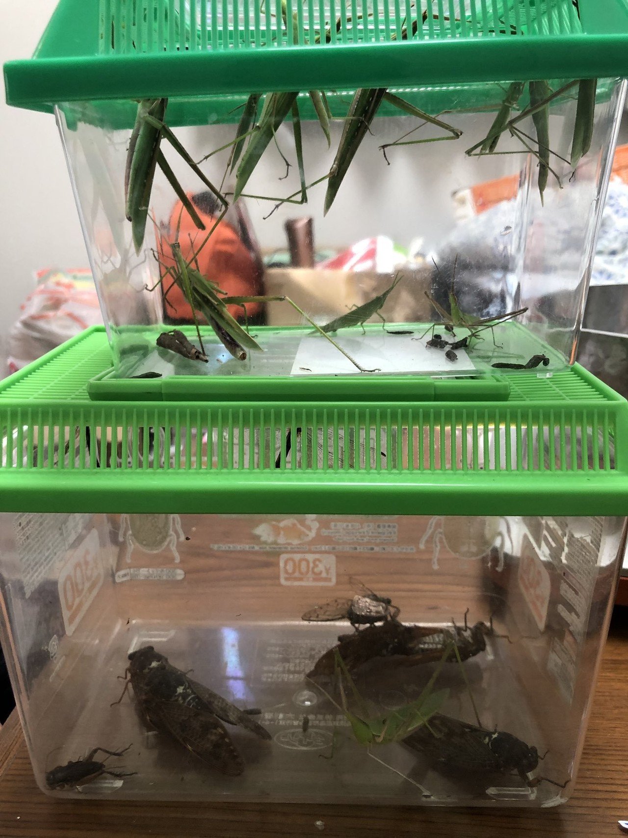 トンボを食べる 白いくまもん 小西 Note