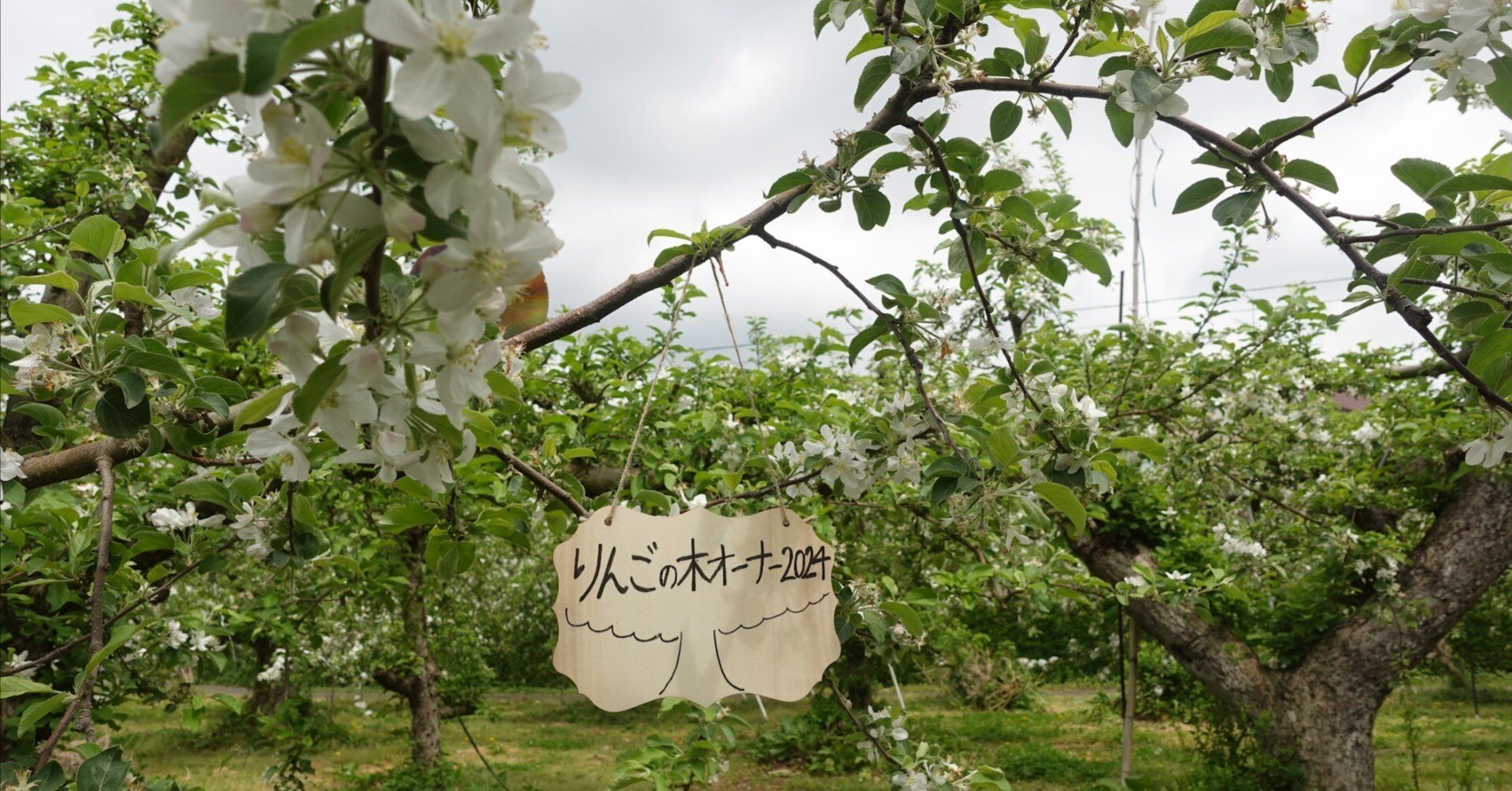 りんごの生育レポート＃2024年4月｜クニミノマド オーナー制度