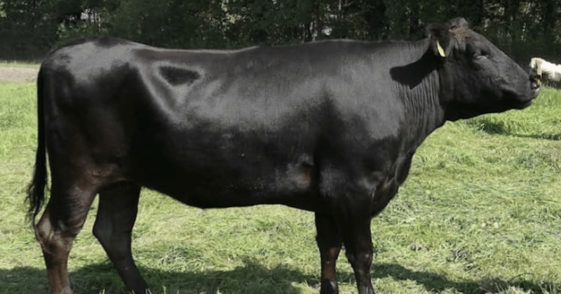和牛の血縁関係を数値化