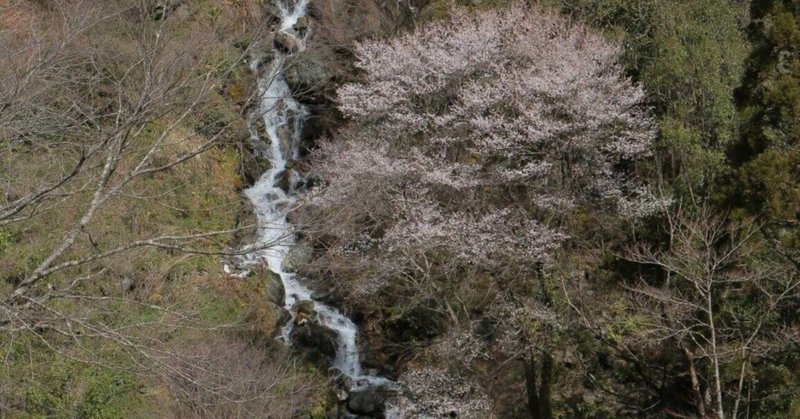 椎葉村の白水の滝と桜　（2022年3月25日記）