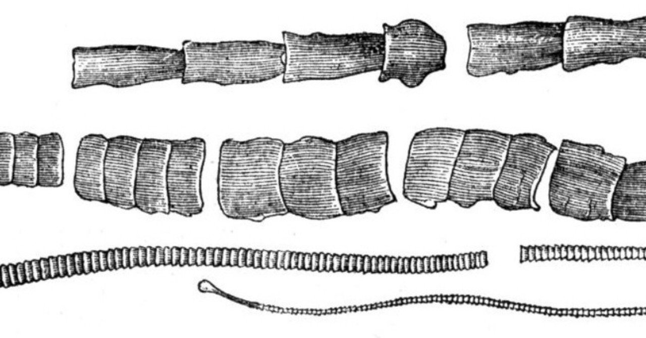 動物界の寄生虫の進化史メモ書き Heads428 Note