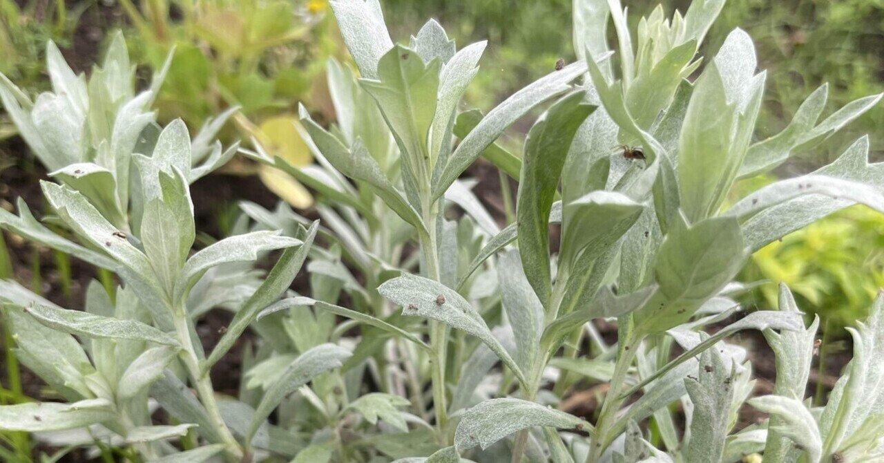 シルバーりーふ 特集 シルバーリーフ（Silver Leaf） | かぎけん花図鑑