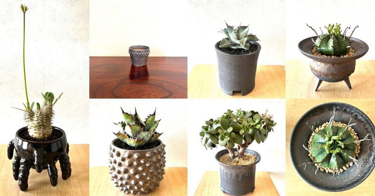 KOBA PLANTS NOOK | 【アガベSP】 鉢増ししてバランス崩しました