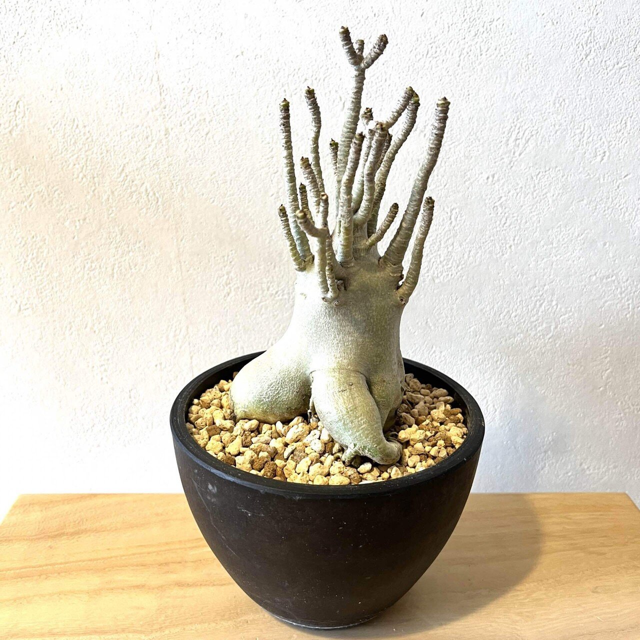 永吉圭介 圭介窯 棘モノ 植木鉢