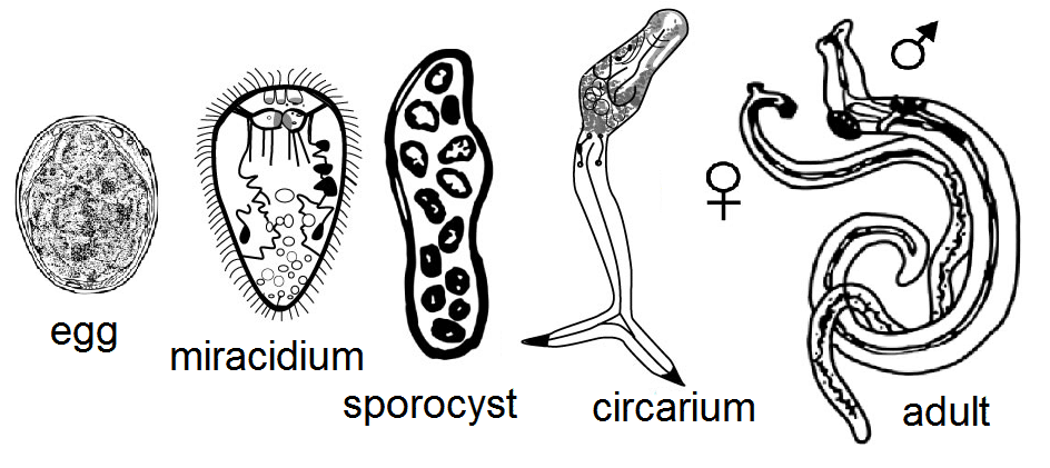 サクラエビのヤドリムシ：Holophryxus fusiformis - Nob!!の勝手