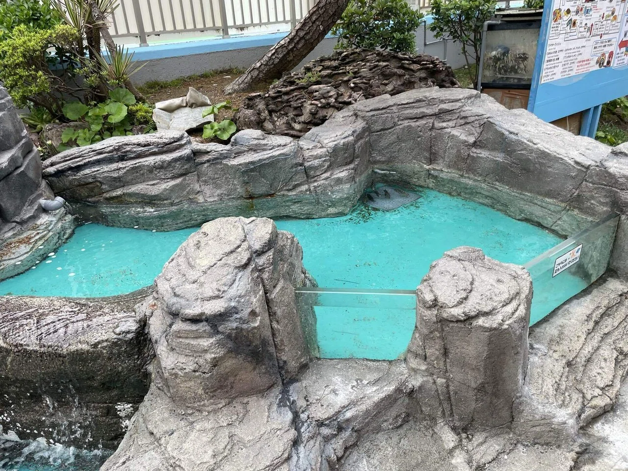ピカピカになった水槽たち✨🐟｜桂浜水族館 公式