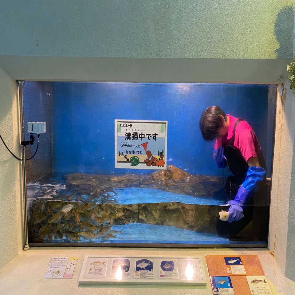 ピカピカになった水槽たち✨🐟｜桂浜水族館 公式