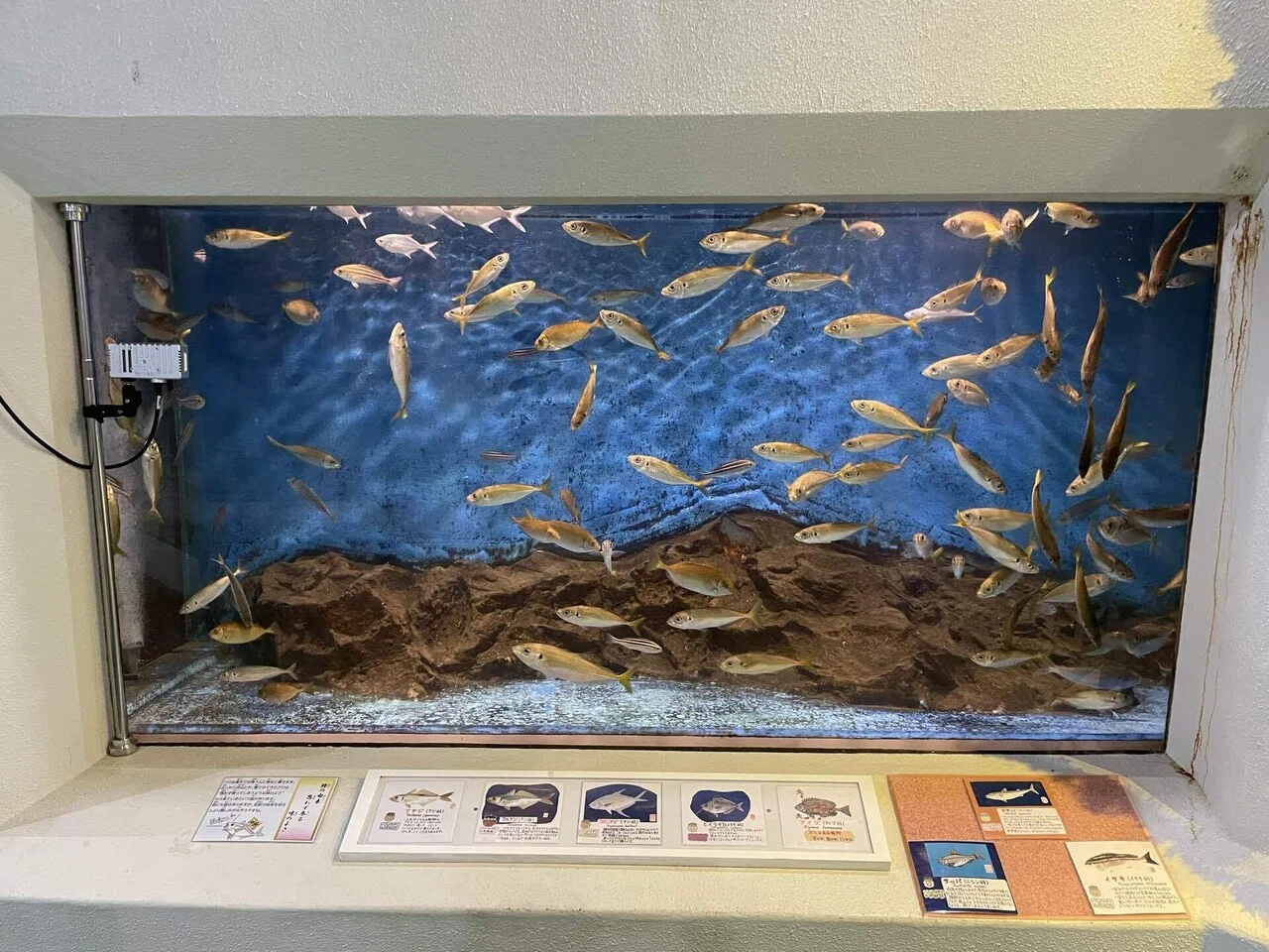 ピカピカになった水槽たち✨🐟｜桂浜水族館 公式