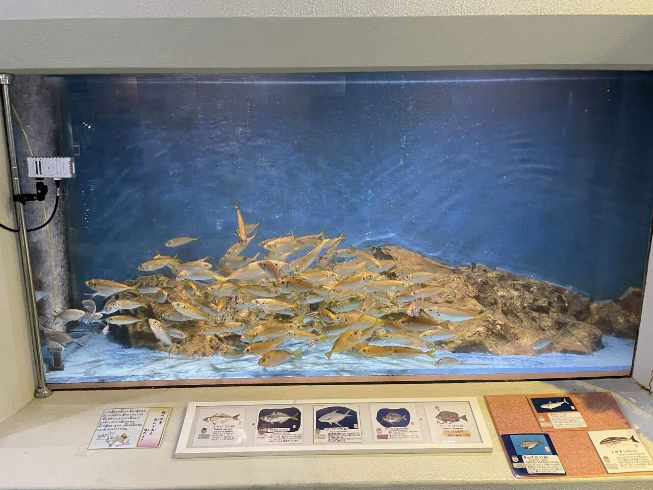 ピカピカになった水槽たち✨🐟｜桂浜水族館 公式