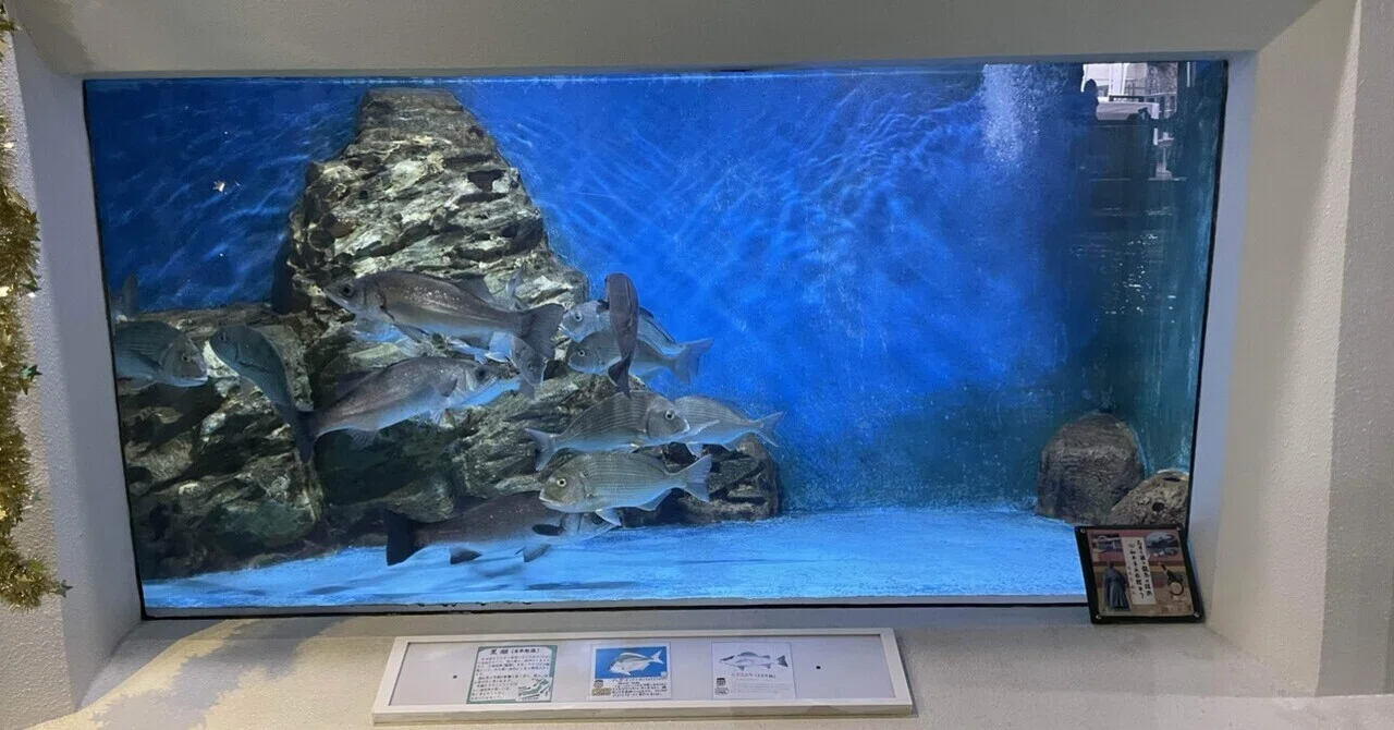 ピカピカになった水槽たち✨🐟｜桂浜水族館 公式