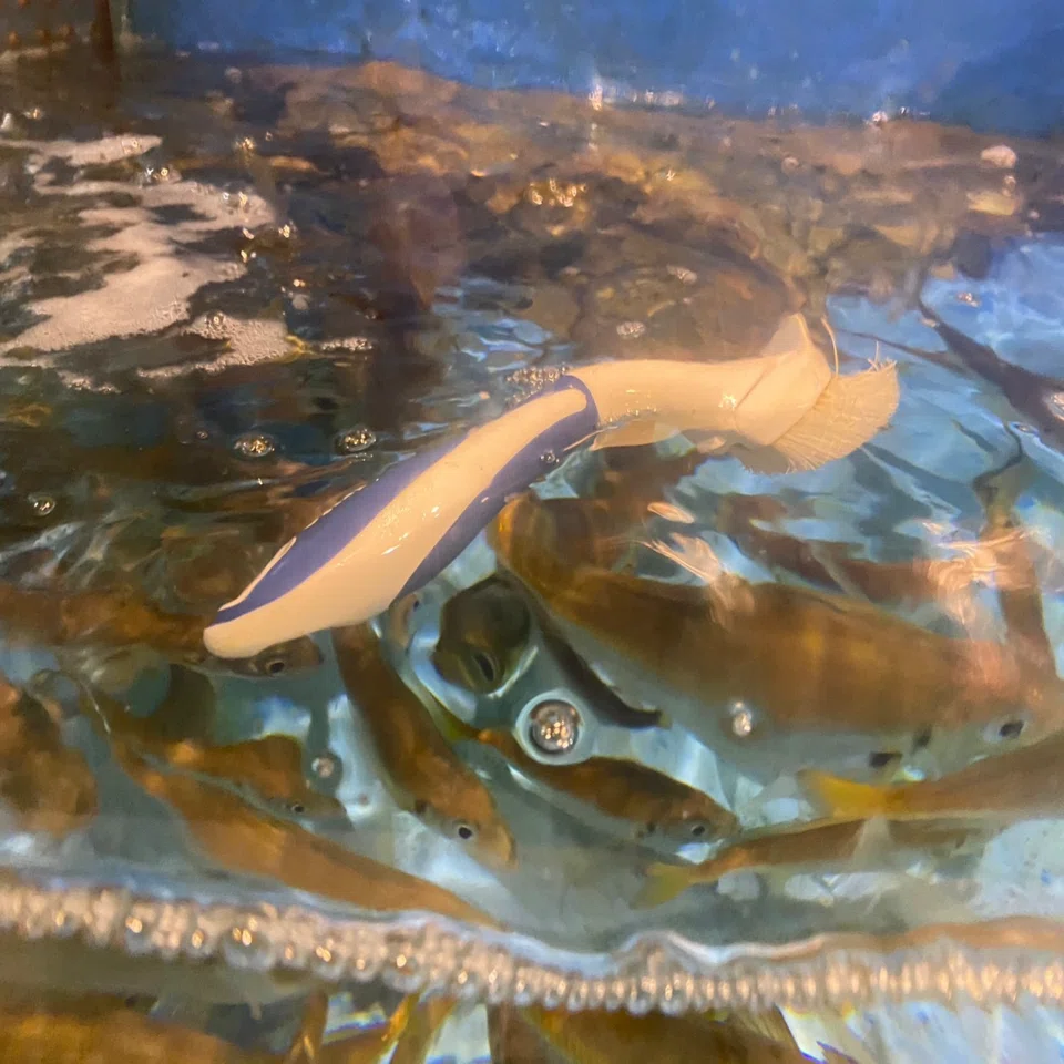 ピカピカになった水槽たち✨🐟｜桂浜水族館 公式
