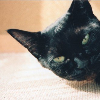 スージー・ワイ