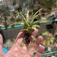 Tillandsia 