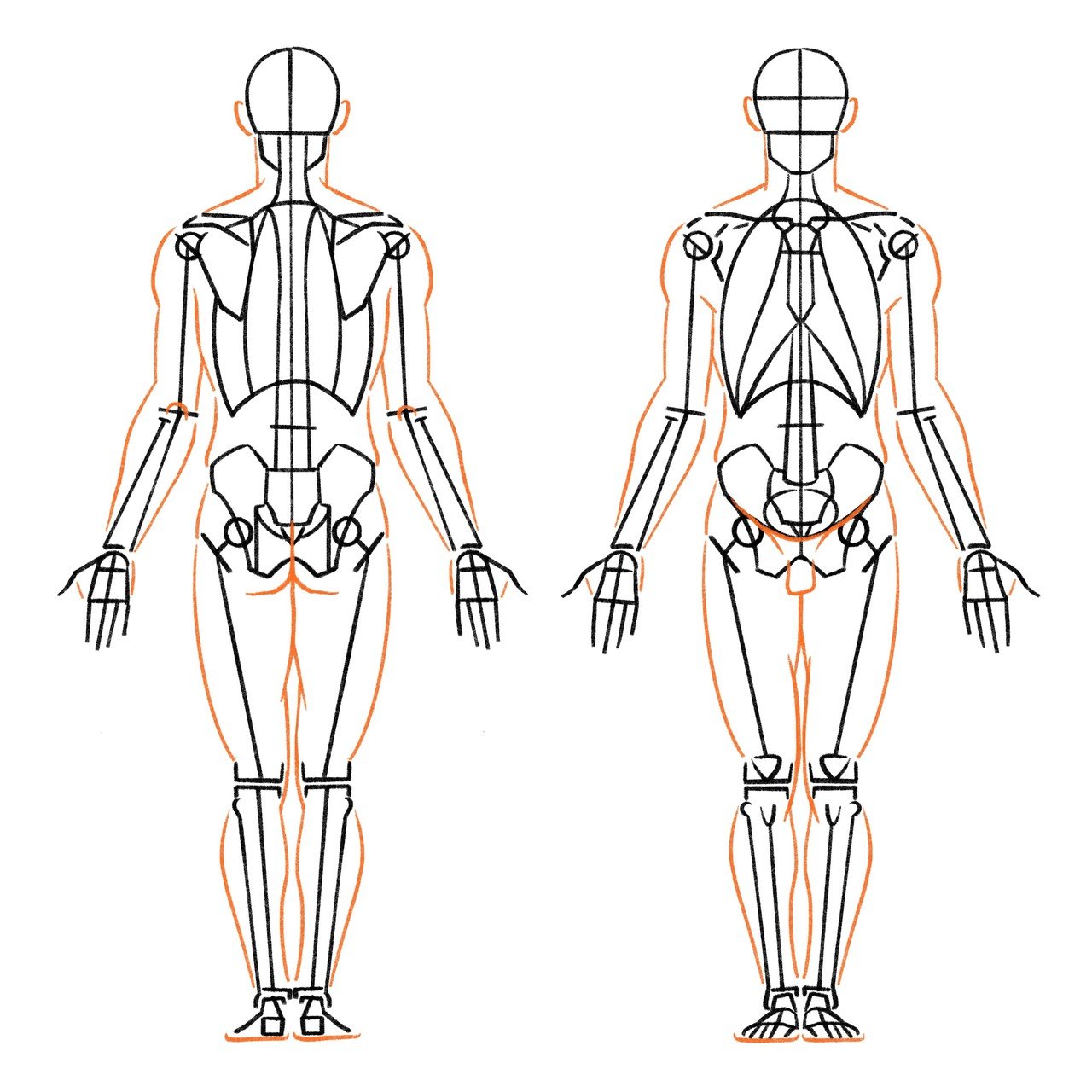 0 骨格の概説 伊豆の美術解剖学者 Note