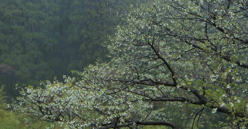 テコテン桜の桜雨（2023年3月21日記）