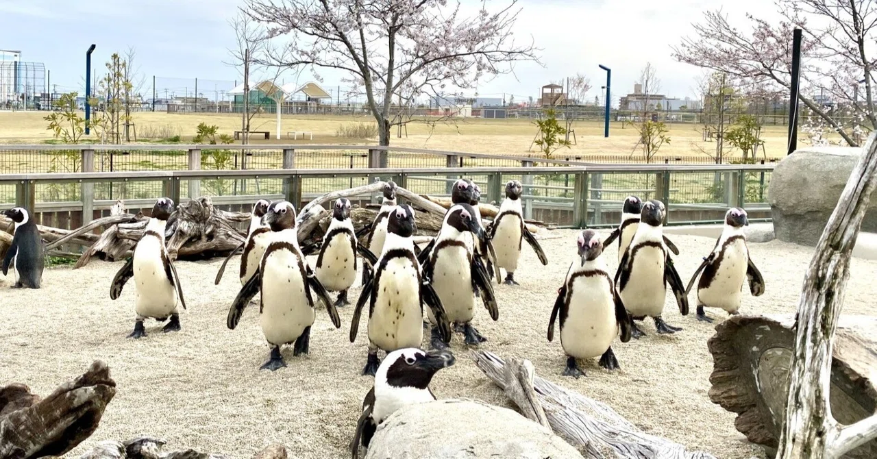 ペンギン隠れ家大作戦｜仙台うみの杜水族館
