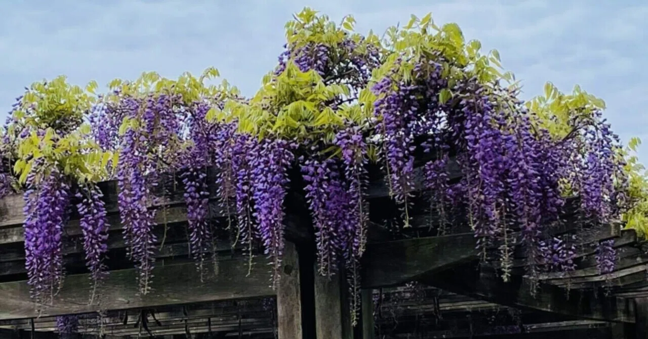 藤の花の紫色が綺麗な季節｜みなみ風 あお