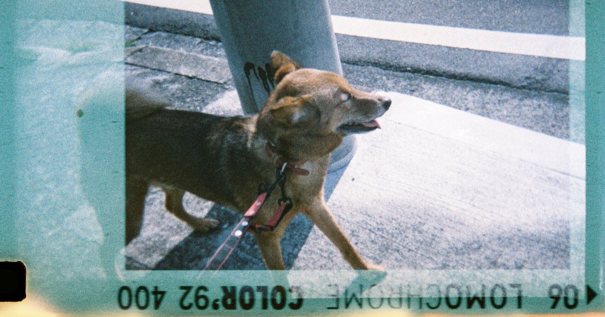 【トイカメラ2点セット】LOMO LC-A ・110フィルム ハリネズミカメラ LOMO LC-Aの使い方。キングオブトイカメラのフィルムの写りや