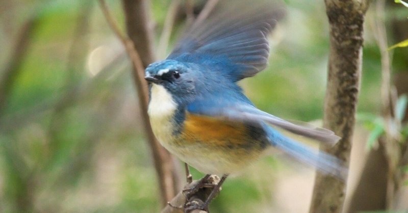 鳴き真似が得意だった近藤君