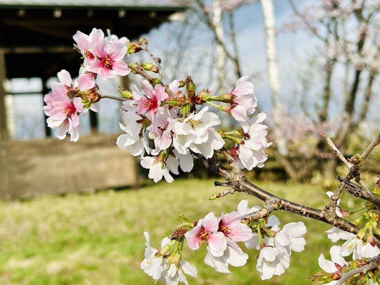 展望台の桜。山桜がまだきれいに咲いていた。