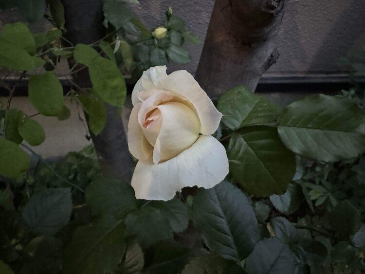 美枝さんの薔薇、昨夜夕闇の中で、ほのかに浮かび上がる、優しいクリーム色の花びら。