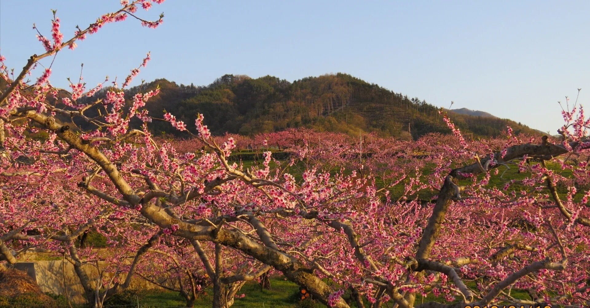 禅語を味わう．．．027：山花開いて錦に似たり．．．｜古川 周賢