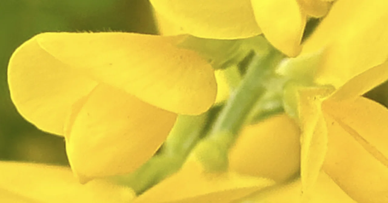 金雀枝｜EGGSEED