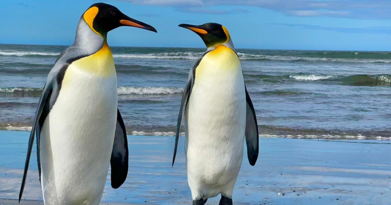 亜南極ケルゲレン諸島に行って参りましたクッキー(1/2)|うつぼ