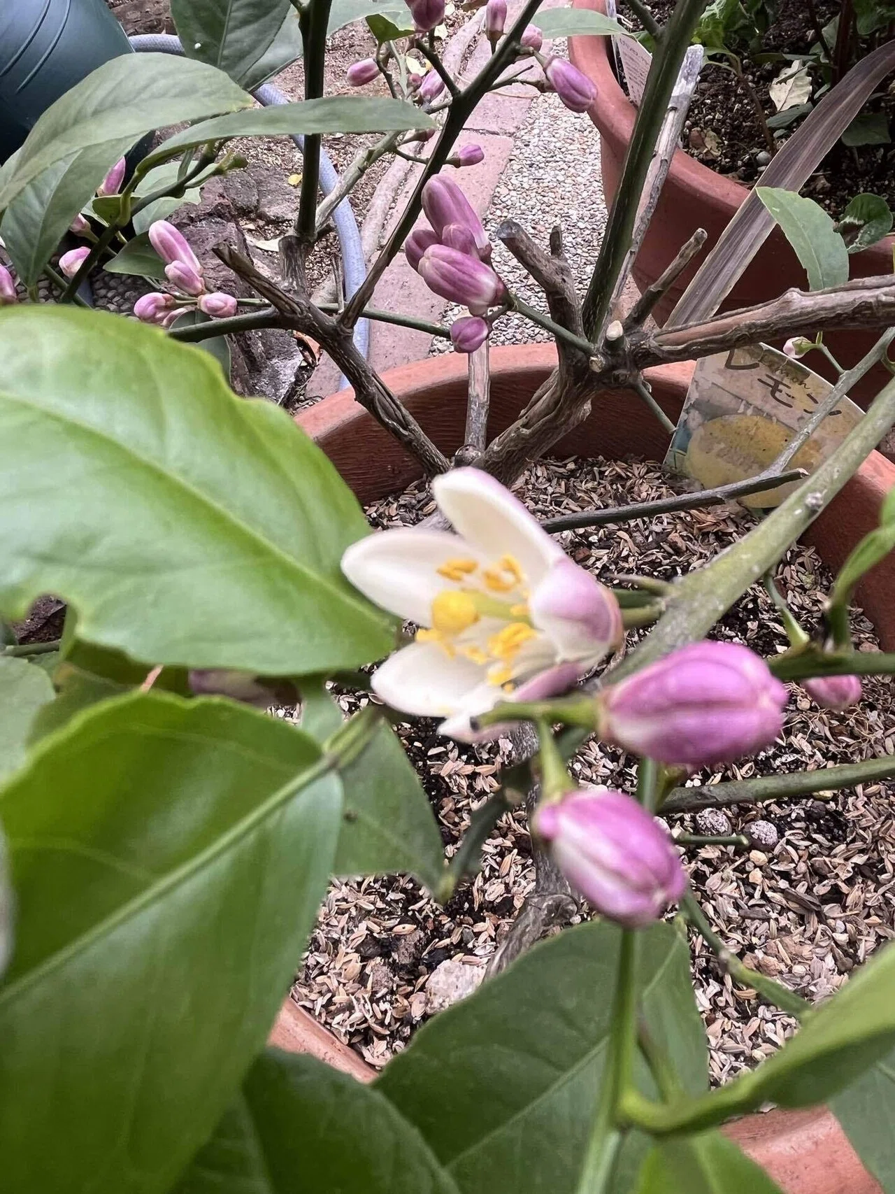 レモンの花｜ちょこふみ