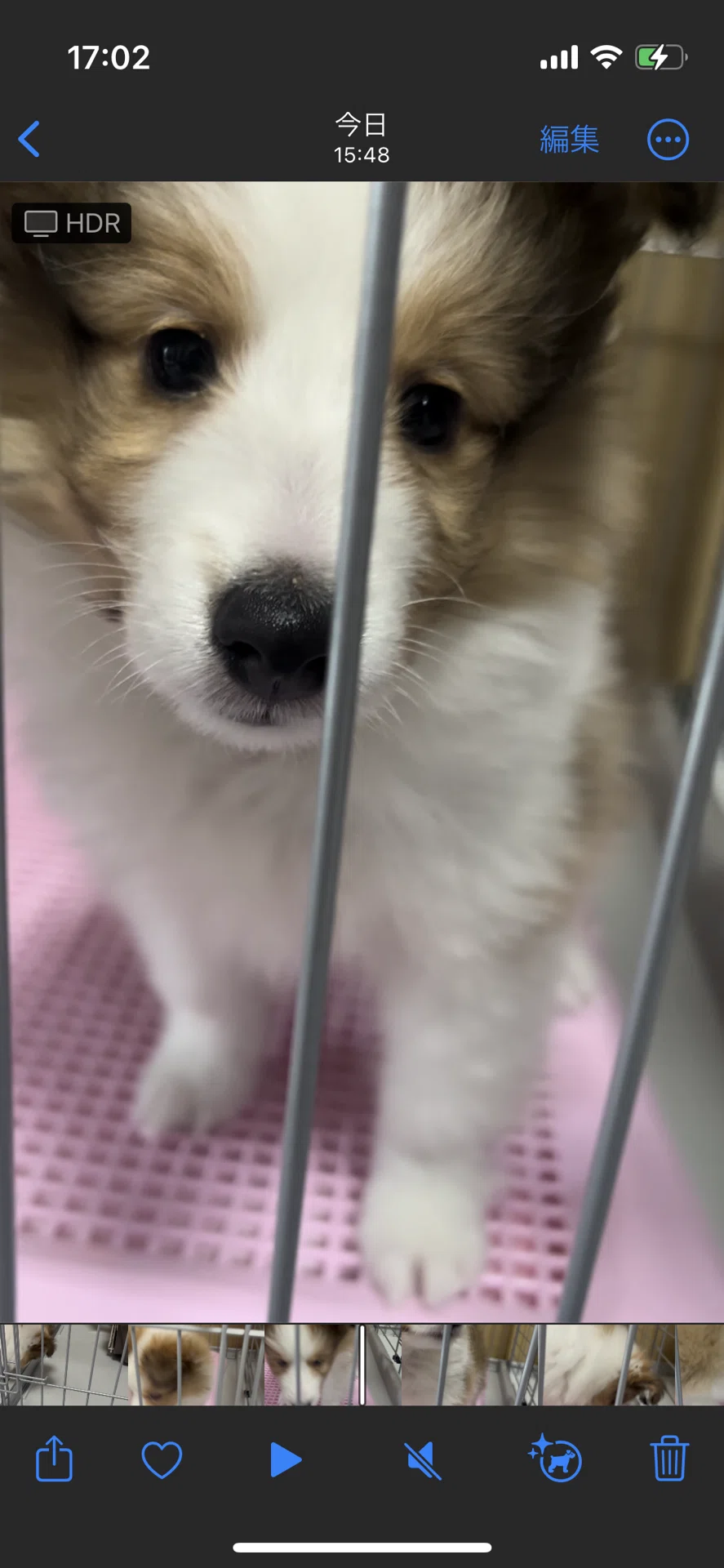 子犬が来て1週間と2日の日記｜あやしちゃん
