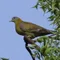 青鳩