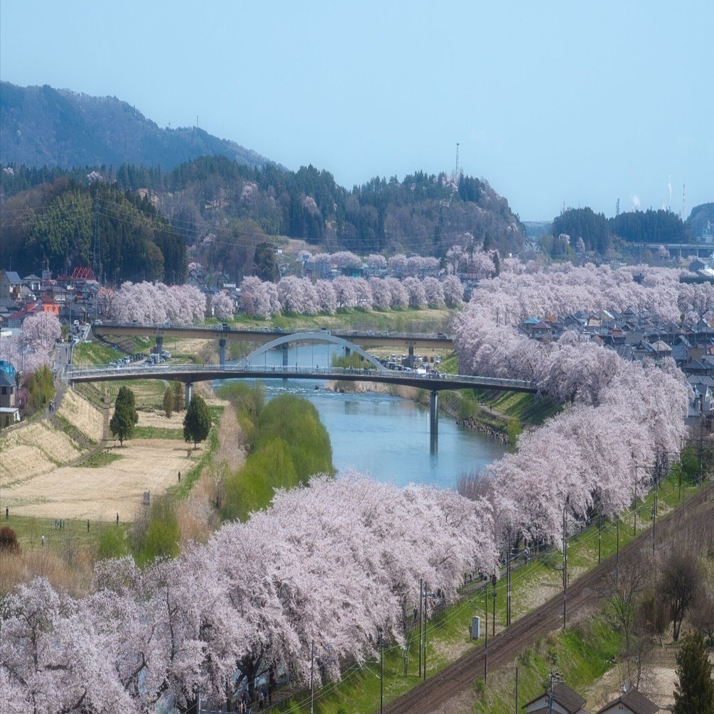 一目千本桜（宮城県, 白石川)｜koya-t